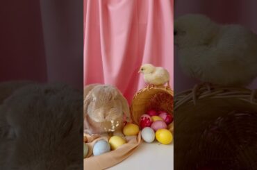 Cute Bunny | Chick | #rabbit #bunny  #rabbit #cutebunny  #shorts #hd