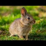 Cute Baby Rabbits playing, Feeding Activities | Bunny Rabbit Baby Rabbits