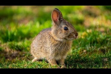 Cute Baby Rabbits playing, Feeding Activities | Bunny Rabbit Baby Rabbits