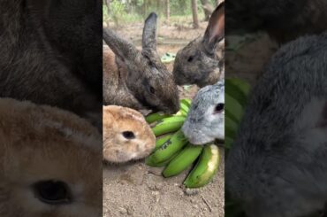 cute rabbit is eating green banana