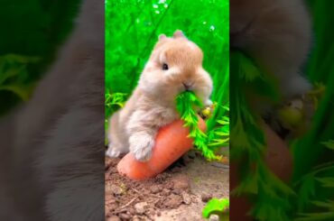 cute bunny #shorts