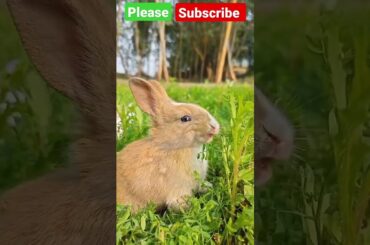 #cute bunny#viral eating #viralshorts