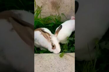 Cute Bunny #shorts #rabbit #bunny #viral