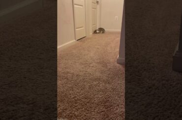 Cute bunny!!!!