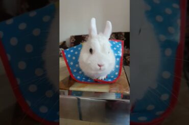 cute bunny #rabbits #bunny #shorts #viral #foryou #spain #yutubeshorts #ytshort