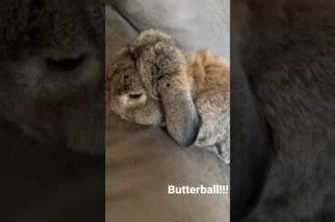 Cute Bunny