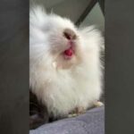 Cute Bunny Mouth In SLOW MO!