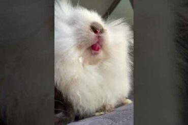Cute Bunny Mouth In SLOW MO!