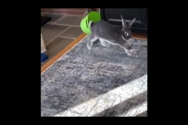 Fully charged #cute #bunny #pets #shorts