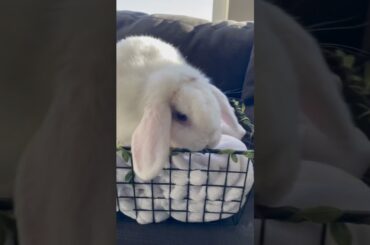 Cute bunny!!
