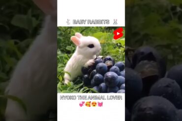 Cute Baby Rabbit Eating #short #shorts #rabbit #bunny #animal #viralvideo #viral #animals #pets #pet