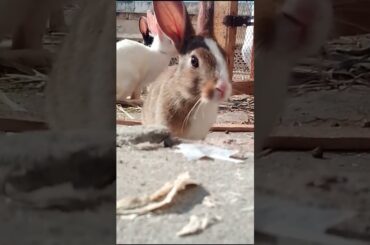 cute bunny #shorts #shortsyoutube #cute #rabbits #subscribe #moments