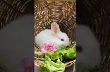 so cute #bunny #cute #shorts