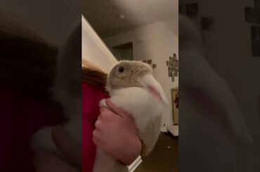 Cute bunny!!!