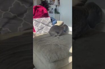 Cute bunny!!! Part 2