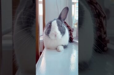 cute rabbit siting #shorts #subscribe #pets