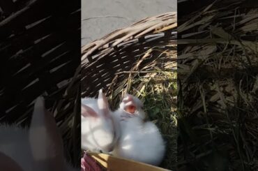 cute rabbit #shorts #rabbit