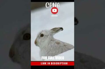 cute bunny #short #shorts #youtubeshorts #shortvideo #viral