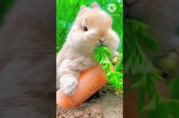 #cute bunny#shorts #ytshorts #pets #shortsfeed #viral #bunny #rabbit #pets #viralvideo #shortsfeed