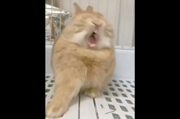 funny cute rabbit voice #shorts #petanimals #rabbit