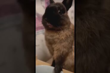 Cute Rabbit #song #viral #shorts