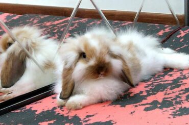 My cute baby bunny rabbit is jumping with joy