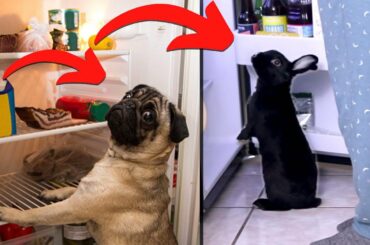 Rabbits and Dogs: Which is better?