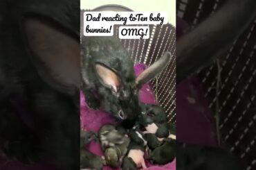 Do father rabbit kill their babies?#rabbit#bunny#baby#beautifulbunny#2022#birth#dad