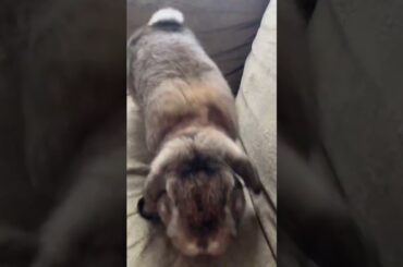 Cute bunny playing on the couch!!!