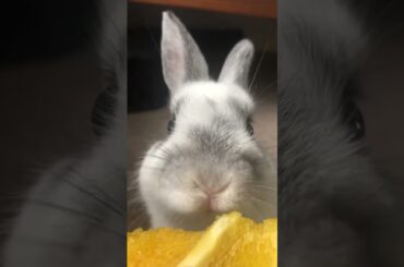 Netherlands Dwarf Rabbit ASMR. Cute baby bunny