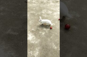 Cute Rabbit Video shoot #short#youtubeshorts