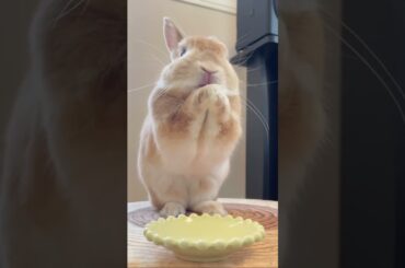 cute bunny #bunny #shorts