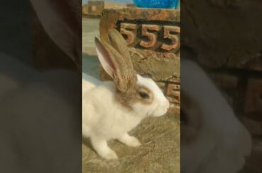 cute bunny