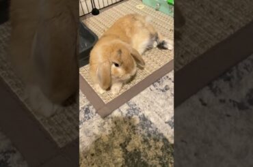 A relaxed cute bunny. #bunny #rabbit #pets