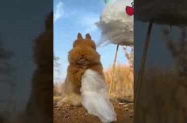 Funny and Cute Bunny video#rabbit#animals#pets#viral#trending#shorts#2023.