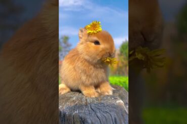 cute bunny