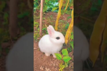 cute rabbit #shorts #subscribe #pets