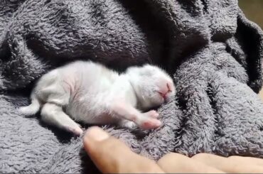 cute little baby rabbit roaming around