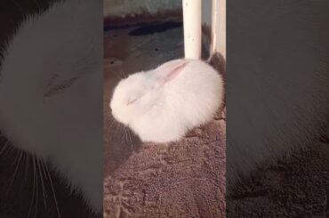 very cute baby bunny#shorts