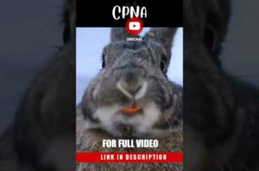 cute bunny #short #shorts #youtubeshorts #shortvideo #viral