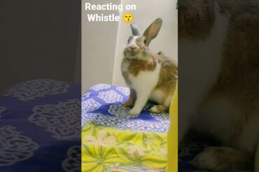 Cute bunny #fluffytherabbit #bunny #shorts