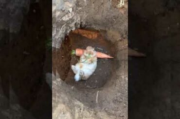 Beautiful pet || cute rabbit baby || baby rabbit || rabbit video || pet rabbit