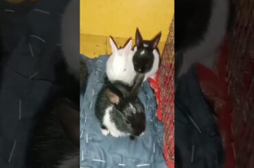 Cute baby bunny playing#shorts