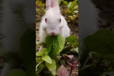 My #shorts  cute Rabbit Eating