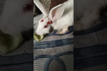Cute #rabbit #bunny #shorts #vlog #baby video #chubby #bunny #shortvideo