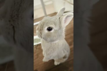 Baby Rabbit #short #shorts #animal #youtubeshort #viralshorts #pet #pets #viral #youtube #ytshorts