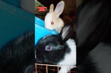 Cute Bunny Short #dewanganrabbitfarming #shorts #rabbit #youtubeshortvideo