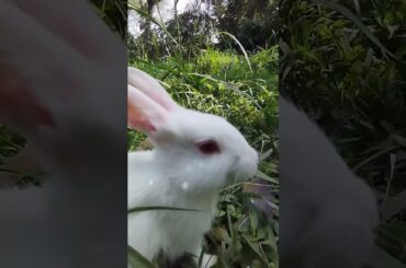 Cute rabbit #shorts