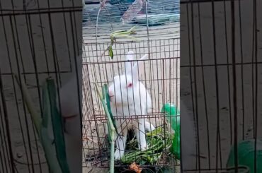 animal rabbit prety#shorts #short#shortsvideo #rabbit #bunny #pet #animals#viral  #trending