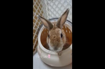 Super Cute Bunny Rabbit Boarding #shorts